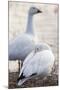 Snow geese, Chen Caerulescens, Bosque del Apache NWR, New Mexico-Maresa Pryor-Mounted Photographic Print