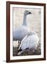 Snow geese, Chen Caerulescens, Bosque del Apache NWR, New Mexico-Maresa Pryor-Framed Photographic Print