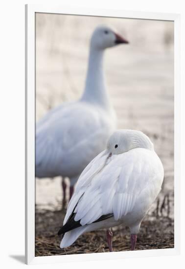 Snow geese, Chen Caerulescens, Bosque del Apache NWR, New Mexico-Maresa Pryor-Framed Photographic Print