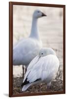 Snow geese, Chen Caerulescens, Bosque del Apache NWR, New Mexico-Maresa Pryor-Framed Photographic Print