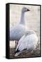 Snow geese, Chen Caerulescens, Bosque del Apache NWR, New Mexico-Maresa Pryor-Framed Stretched Canvas