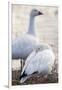 Snow geese, Chen Caerulescens, Bosque del Apache NWR, New Mexico-Maresa Pryor-Framed Premium Photographic Print
