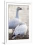 Snow geese, Chen Caerulescens, Bosque del Apache NWR, New Mexico-Maresa Pryor-Framed Premium Photographic Print