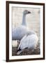 Snow geese, Chen Caerulescens, Bosque del Apache NWR, New Mexico-Maresa Pryor-Framed Premium Photographic Print