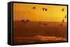 Snow Geese Dawn Flight-null-Framed Stretched Canvas