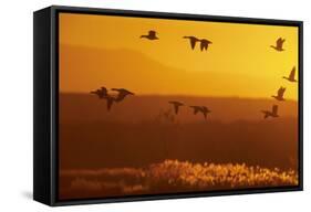 Snow Geese Dawn Flight-null-Framed Stretched Canvas