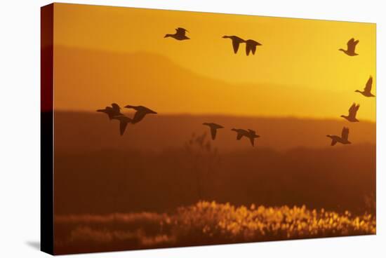 Snow Geese Dawn Flight-null-Stretched Canvas