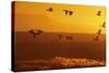 Snow Geese Dawn Flight-null-Stretched Canvas