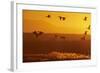 Snow Geese Dawn Flight-null-Framed Photographic Print