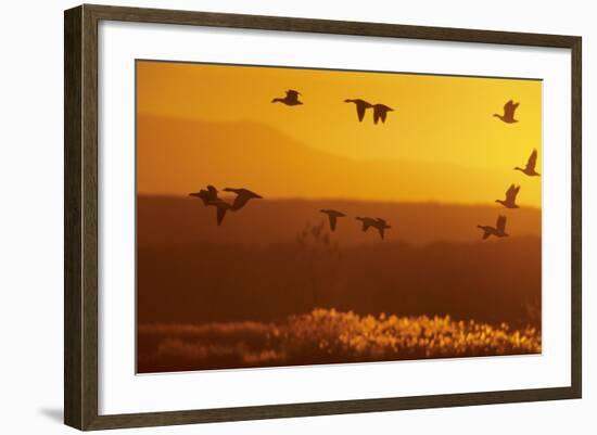 Snow Geese Dawn Flight-null-Framed Photographic Print