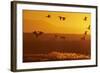 Snow Geese Dawn Flight-null-Framed Photographic Print