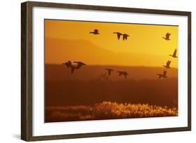 Snow Geese Dawn Flight-null-Framed Photographic Print