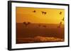 Snow Geese Dawn Flight-null-Framed Photographic Print