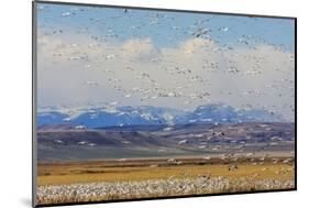 Snow Geese During Spring Migration at Freezeout Lake, Montana, USA-Chuck Haney-Mounted Photographic Print