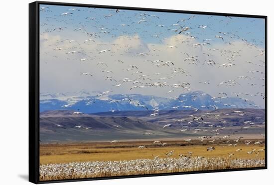 Snow Geese During Spring Migration at Freezeout Lake, Montana, USA-Chuck Haney-Framed Stretched Canvas
