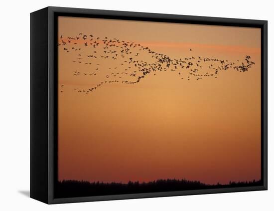 Snow Geese Flock at Dusk, Skagit Valley, Washington, USA-William Sutton-Framed Stretched Canvas