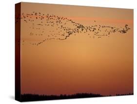 Snow Geese Flock at Dusk, Skagit Valley, Washington, USA-William Sutton-Stretched Canvas