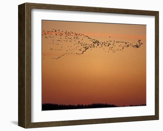 Snow Geese Flock at Dusk, Skagit Valley, Washington, USA-William Sutton-Framed Premium Photographic Print