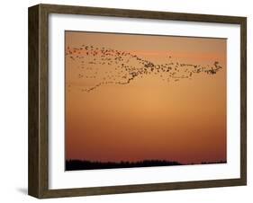 Snow Geese Flock at Dusk, Skagit Valley, Washington, USA-William Sutton-Framed Premium Photographic Print