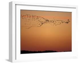 Snow Geese Flock at Dusk, Skagit Valley, Washington, USA-William Sutton-Framed Premium Photographic Print