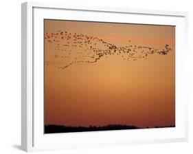 Snow Geese Flock at Dusk, Skagit Valley, Washington, USA-William Sutton-Framed Photographic Print