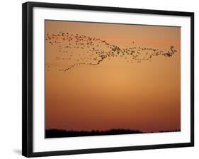 Snow Geese Flock at Dusk, Skagit Valley, Washington, USA-William Sutton-Framed Photographic Print