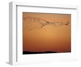 Snow Geese Flock at Dusk, Skagit Valley, Washington, USA-William Sutton-Framed Photographic Print