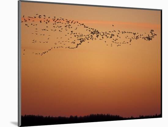 Snow Geese Flock at Dusk, Skagit Valley, Washington, USA-William Sutton-Mounted Photographic Print