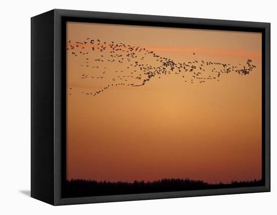 Snow Geese Flock at Dusk, Skagit Valley, Washington, USA-William Sutton-Framed Stretched Canvas