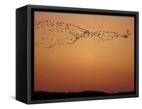 Snow Geese Flock at Dusk, Skagit Valley, Washington, USA-William Sutton-Framed Stretched Canvas