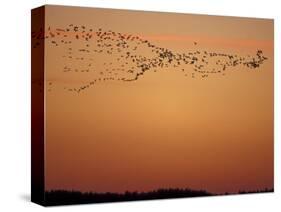 Snow Geese Flock at Dusk, Skagit Valley, Washington, USA-William Sutton-Stretched Canvas