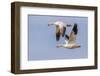 Snow geese flying. Bosque del Apache National Wildlife Refuge, New Mexico-Adam Jones-Framed Photographic Print