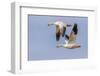 Snow geese flying. Bosque del Apache National Wildlife Refuge, New Mexico-Adam Jones-Framed Photographic Print