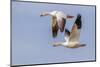 Snow geese flying. Bosque del Apache National Wildlife Refuge, New Mexico-Adam Jones-Mounted Photographic Print