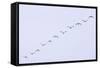 Snow Geese Flying in Formation-DLILLC-Framed Stretched Canvas
