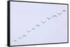 Snow Geese Flying in Formation-DLILLC-Framed Stretched Canvas