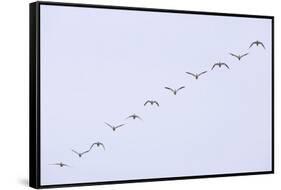 Snow Geese Flying in Formation-DLILLC-Framed Stretched Canvas