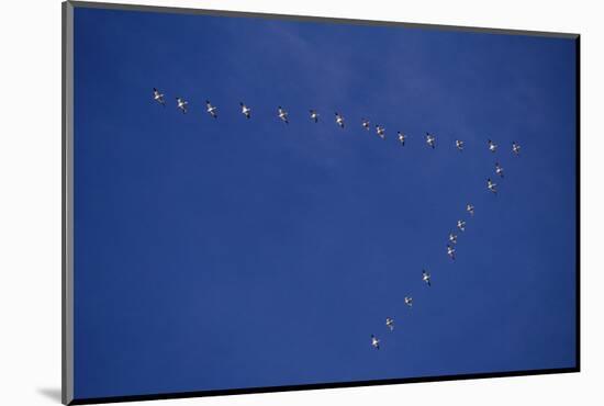 Snow Geese Flying in Formation-DLILLC-Mounted Photographic Print