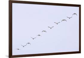 Snow Geese Flying in Formation-DLILLC-Framed Photographic Print