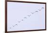 Snow Geese Flying in Formation-DLILLC-Framed Photographic Print