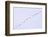 Snow Geese Flying in Formation-DLILLC-Framed Photographic Print