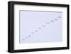 Snow Geese Flying in Formation-DLILLC-Framed Photographic Print