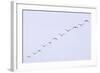 Snow Geese Flying in Formation-DLILLC-Framed Photographic Print