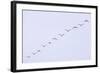 Snow Geese Flying in Formation-DLILLC-Framed Photographic Print
