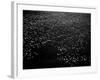 Snow Geese Flying over Bay-Margaret Bourke-White-Framed Photographic Print