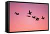 Snow Geese Flying to Roost Site at Sunset-null-Framed Stretched Canvas