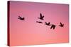 Snow Geese Flying to Roost Site at Sunset-null-Stretched Canvas