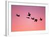 Snow Geese Flying to Roost Site at Sunset-null-Framed Photographic Print