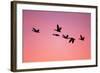 Snow Geese Flying to Roost Site at Sunset-null-Framed Photographic Print