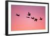 Snow Geese Flying to Roost Site at Sunset-null-Framed Photographic Print